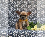Small Photo #7 French Bulldog Puppy For Sale in QUARRYVILLE, PA, USA