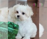 Small Photo #8 Maltese Puppy For Sale in ROCK VALLEY, IA, USA