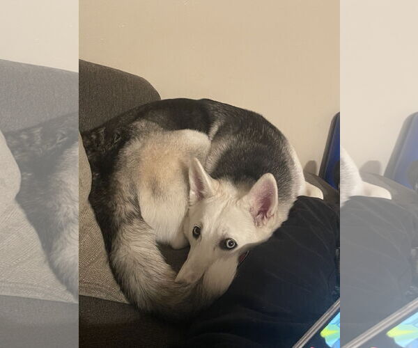 Medium Photo #3 Siberian Husky-Unknown Mix Puppy For Sale in Woodland, CA, USA