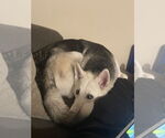 Small #2 Siberian Husky Mix