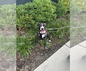 Porter Wagoner - Male Mutt Dog for Adoption - Photo #7
