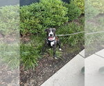 Small Photo #7 Mutt Puppy For Sale in Mundelein, IL, USA