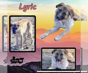 Collie-Unknown Mix Dogs for adoption in Lindsay, CA, USA
