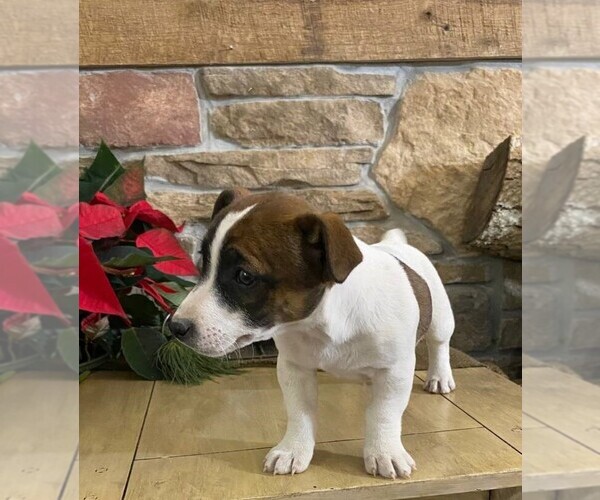 Medium Photo #6 Jack Russell Terrier Puppy For Sale in ORRVILLE, OH, USA
