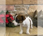Small Photo #6 Jack Russell Terrier Puppy For Sale in ORRVILLE, OH, USA
