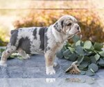 Small Photo #16 Beabull Puppy For Sale in MILLERSBURG, OH, USA