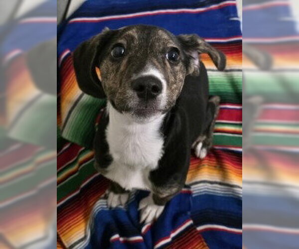 Medium Photo #1 Mutt Puppy For Sale in Glen Allen, VA, USA