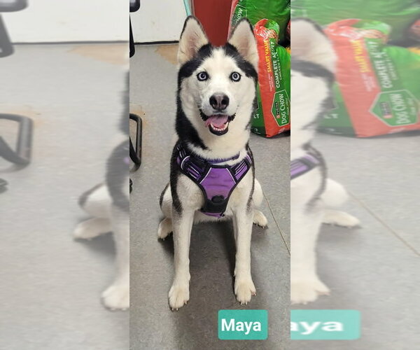 Medium Photo #1 Siberian Husky Puppy For Sale in Richmond, IN, USA