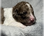 Small #3 Goldendoodle