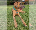 Small #2 Great Dane