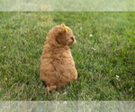 Small #4 Goldendoodle-Poodle (Miniature) Mix