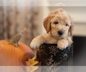 Goldendoodle (Miniature) Dogs for adoption in COLUMBUS, OH, USA