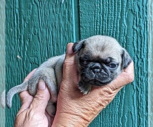 Medium Pug