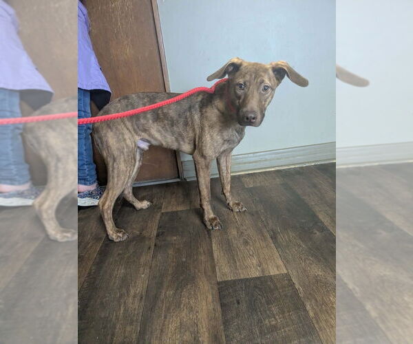 Medium Photo #3 Mutt Puppy For Sale in Boston, MA, USA