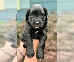 Puppy Puppy 2 Aussie-Poo-Miniature Bernedoodle Mix