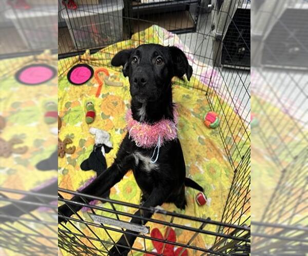 Medium Photo #2 Border Collie-Unknown Mix Puppy For Sale in Stockton, CA, USA