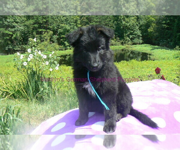 Medium Photo #7 German Shepherd Dog Puppy For Sale in PIEDMONT, MO, USA