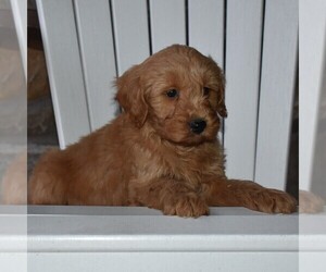 Goldendoodle-Poodle (Miniature) Mix Puppy for sale in MIFFLINTOWN, PA, USA