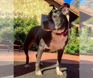 Marni - Female Boxer-Unknown Mix Dog for Adoption - Photo #11