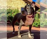 Small #10 Boxer Mix