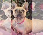 Small Photo #1 French Bulldog Puppy For Sale in Bon Carbo, CO, USA