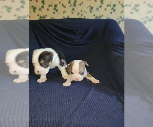 Medium Photo #7 Olde English Bulldogge Puppy For Sale in HAMLER, OH, USA