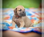 Puppy Oakly Great Dane