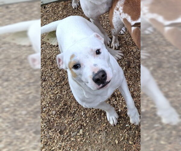 Medium Photo #3 Staffordshire Bull Terrier-Unknown Mix Puppy For Sale in Mountain View, AR, USA