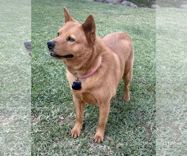 Medium Photo #1 Shiba Inu-Siberian Husky Mix Puppy For Sale in Corona, CA, USA