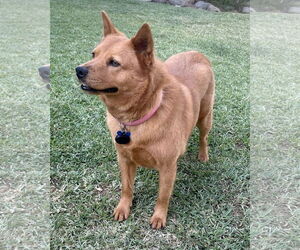 Shiba Inu-Siberian Husky Mix Dogs for adoption in Corona, CA, USA