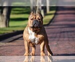 Small Photo #1 American Bully Puppy For Sale in PHILADELPHIA, PA, USA