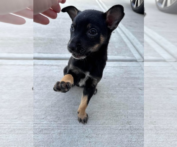 Medium Photo #1 Chihuahua-Unknown Mix Puppy For Sale in Woodbury, NY, USA
