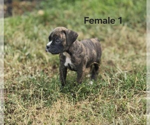 Boxer Puppy for sale in PELZER, SC, USA