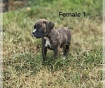 Image preview for Ad Listing. Nickname: Female 1