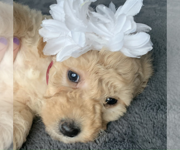 Medium Photo #3 Aussiedoodle Miniature  Puppy For Sale in GREENWOOD, MO, USA
