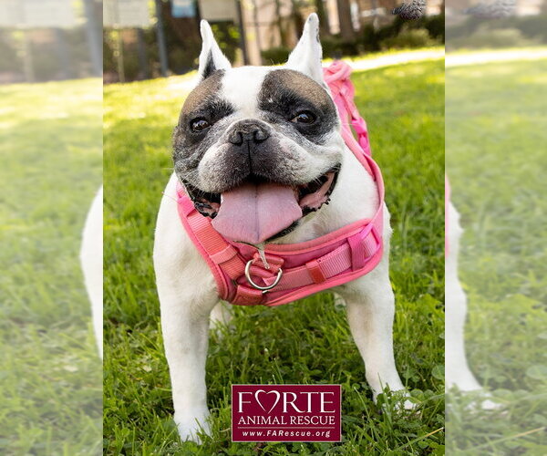 Medium Photo #7 French Bulldog Puppy For Sale in Marina del Rey, CA, USA
