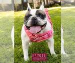 Small #6 French Bulldog