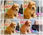 Small Photo #21 Golden Retriever-Goldendoodle Mix Puppy For Sale in LEICESTER, NC, USA