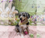 Small Photo #46 Australian Shepherd Puppy For Sale in NEW BRAUNFELS, TX, USA