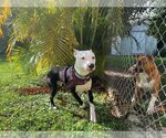 Small Photo #6 American Bulldog Puppy For Sale in Key Largo, FL, USA
