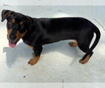 Small #1 Mutt