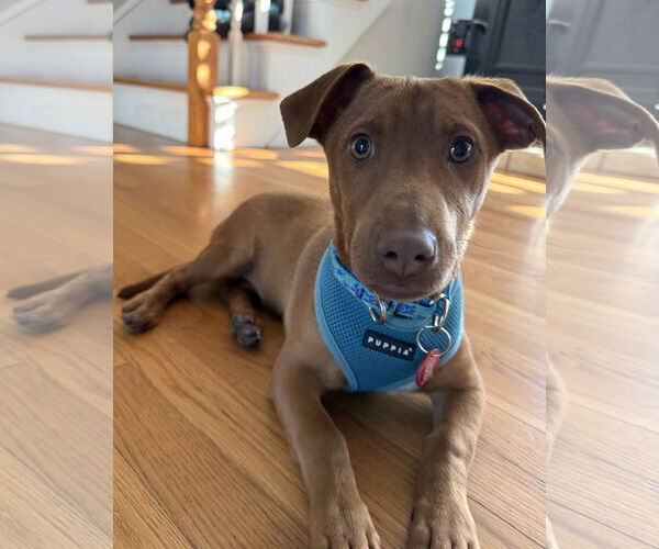 Medium Photo #2 Dachshund-Vizsla Mix Puppy For Sale in Wakefield, RI, USA