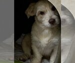Small Photo #6 Mutt Puppy For Sale in Meridian, MS, USA