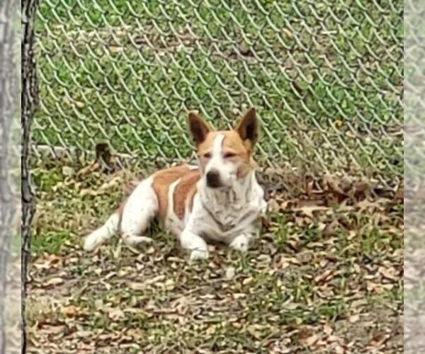 Medium Photo #1 Cardigan Welsh Corgi-Unknown Mix Puppy For Sale in San Antonio, TX, USA