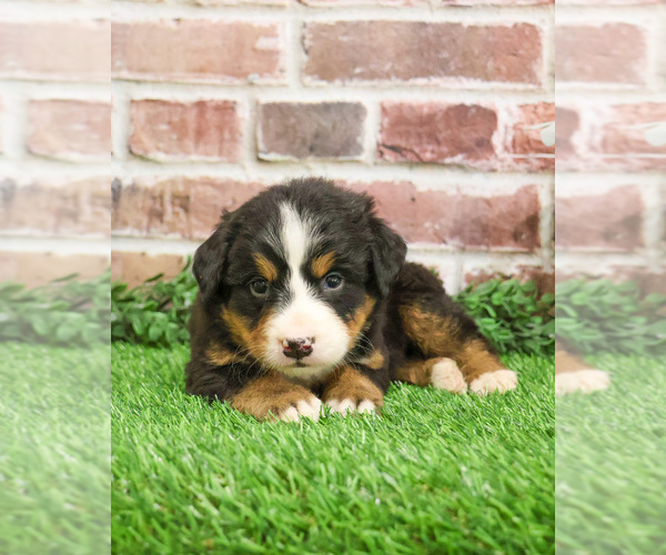 Medium Photo #14 Bernese Mountain Dog Puppy For Sale in SYRACUSE, IN, USA