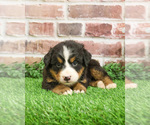 Small #13 Bernese Mountain Dog