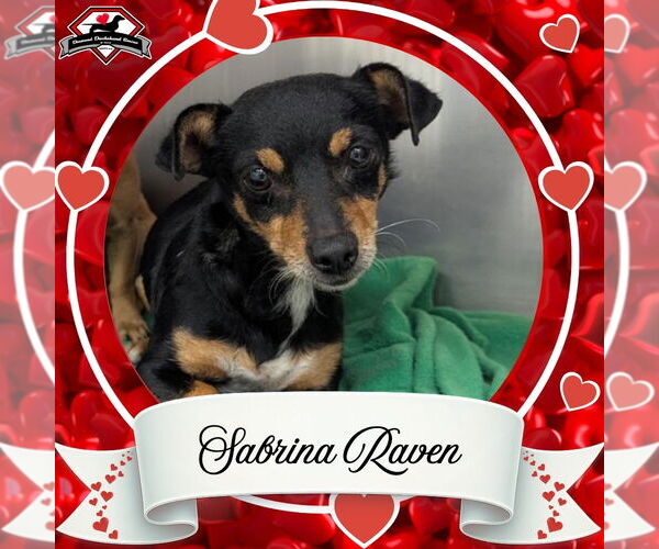 Medium Photo #1 Chiweenie Puppy For Sale in San Antonio, TX, USA