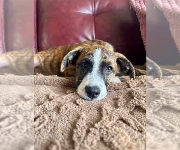 Medium Photo #3 Plott Hound-Unknown Mix Puppy For Sale in Claremore, OK, USA