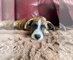 Small #2 Plott Hound Mix