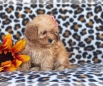 Small Photo #3 Shih-Poo Puppy For Sale in LAKELAND, FL, USA